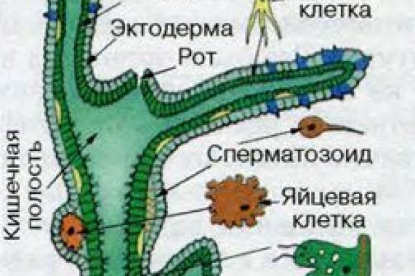 Kraken place