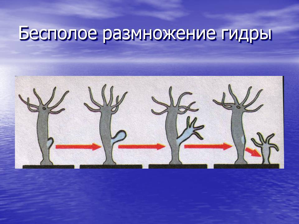 Что такое кракен в даркнете